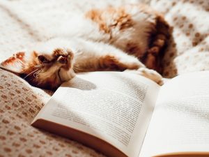 Poem by my Cat