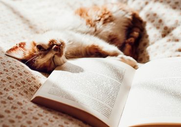 Cat with book